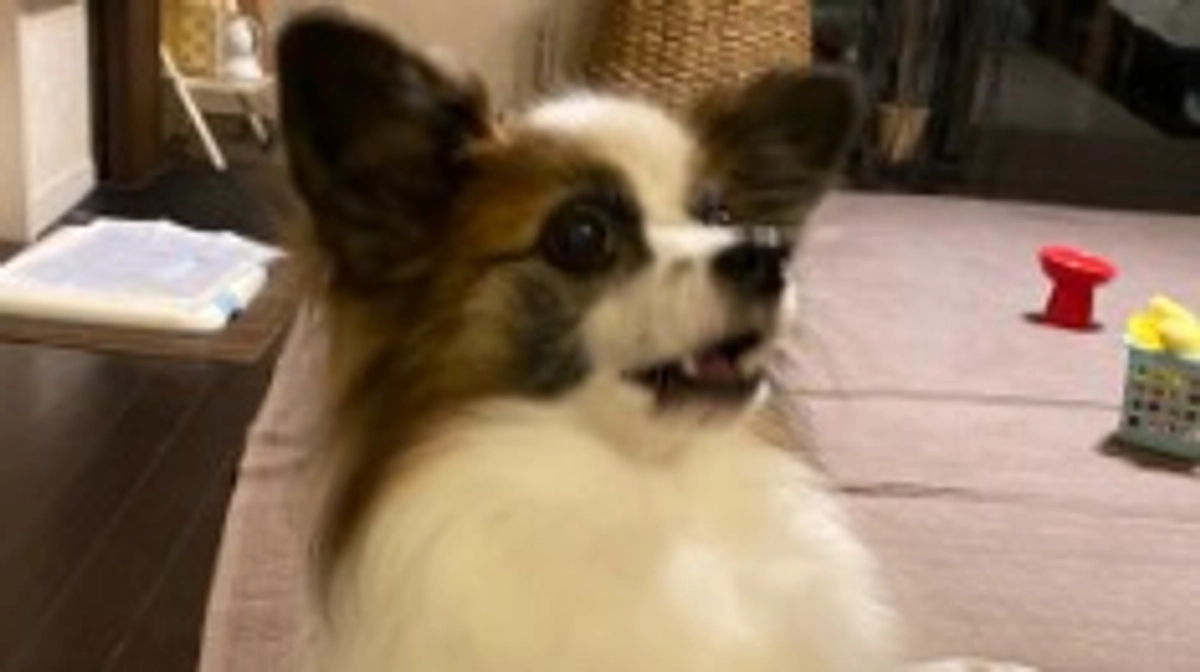 🍭‎残り16日達成率37%となりました🍭‎