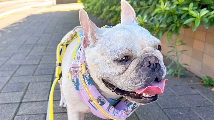 悪性リンパ腫と診断され治療中の4歳こむぎを助けてください！