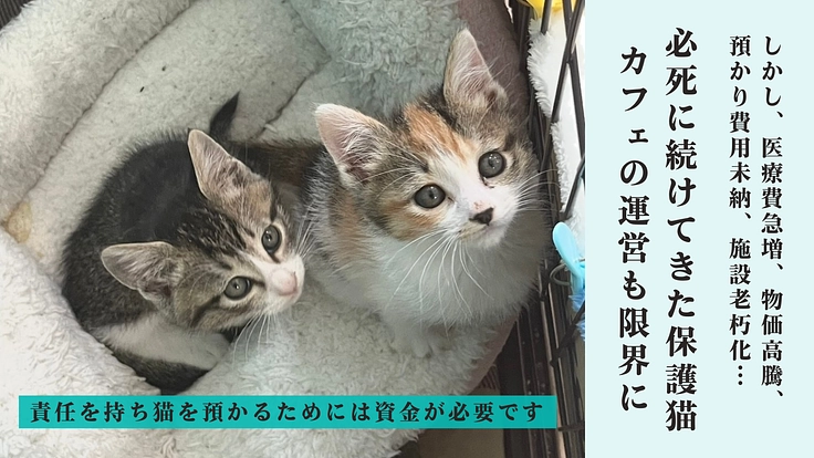 心や体に傷を負い行き場を失った猫たちの『いのち』を最期まで守る為に 3枚目
