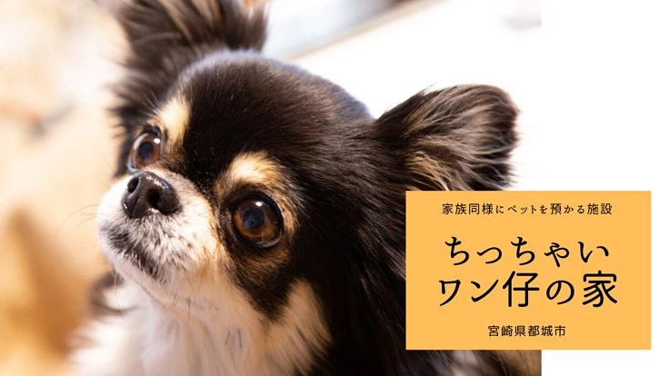 家族同様に犬を預る施設「ちっちゃいワン仔の家」をはじめたい