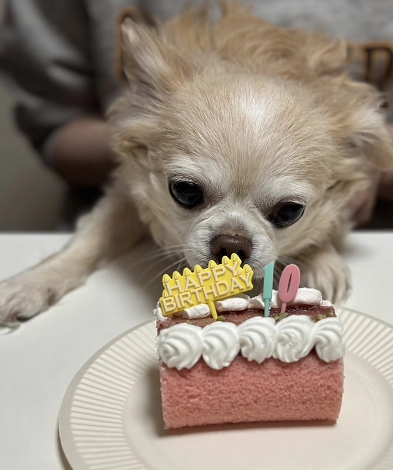 本日、10才のお誕生日を迎える事ができました。