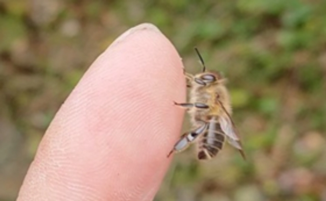 日本蜜蜂分蜂群を誘引するキンリョウヘン 孫のように可愛い 