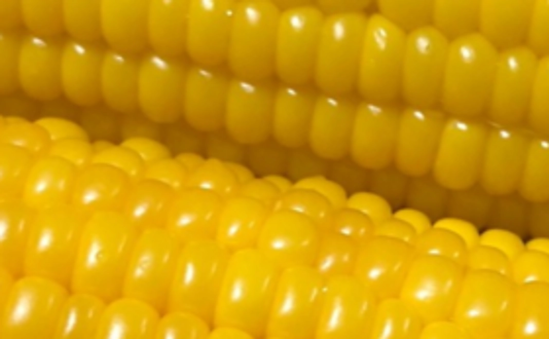 【スマート農業で作った野菜をいち早くお届け！】スイートコーン20本+生ヤングコーン