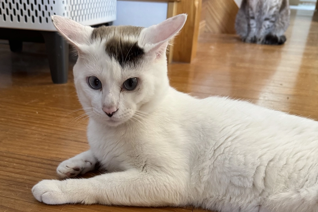 眼振、様子見です