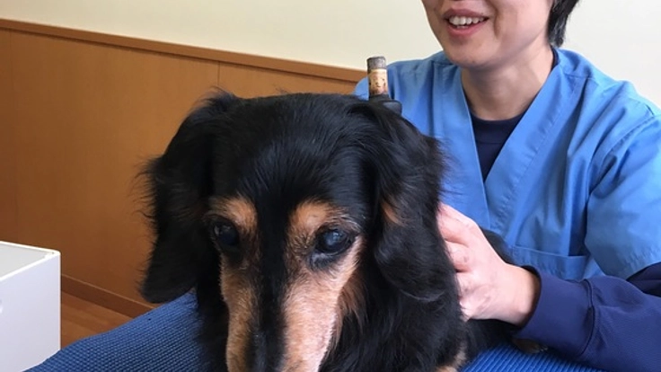 ペットの健康のため石川に獣医師による介護やリハビリ施設を!