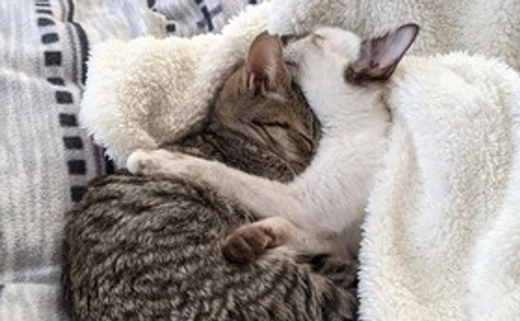 1,000円（リターンあり)