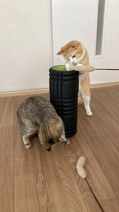 第2号 トラ、マル 改め 「ルルちゃん ララちゃん」ずっとのお家が決まりました