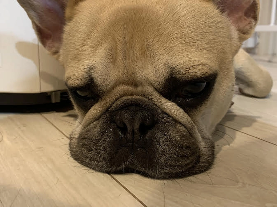 ちくわの闘病日記⑥