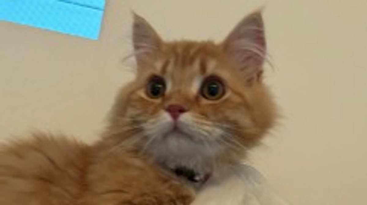 ありがとうございます