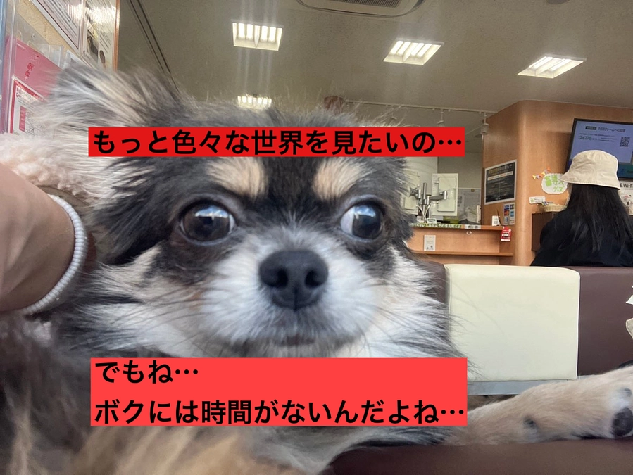 プロジェクト終了まで残り6日　達成出来なければ、命を救うことが出来ません・・　活動報告18回目　