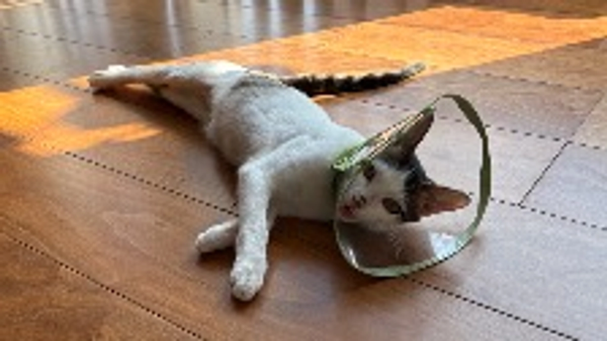 ごまさんのその後⑨