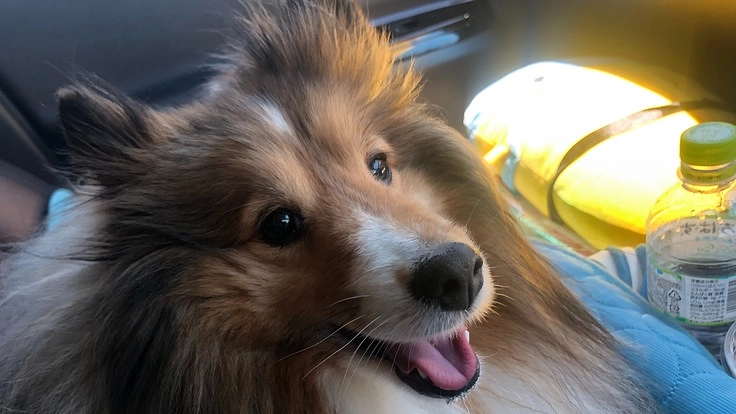 もう一度、ラッキーを助けさせて下さい多発性骨髄腫と闘っています！