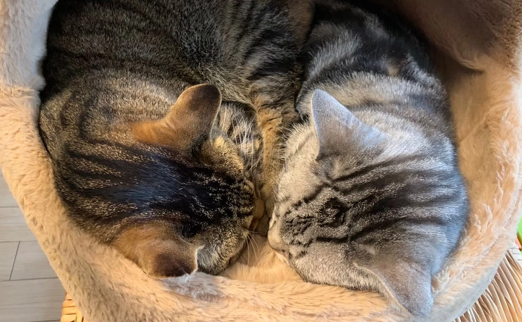 お礼のメール　＋　moco＆どらきちの写真