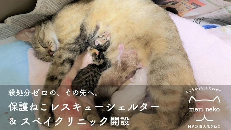 もりねこ｜保護ねこレスキューシェルター＆不妊手術病院を開設します！