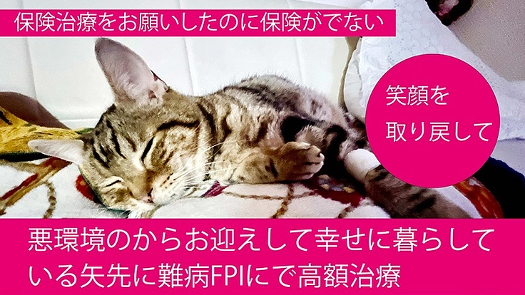 保護猫受け入れ後の難病治療費
