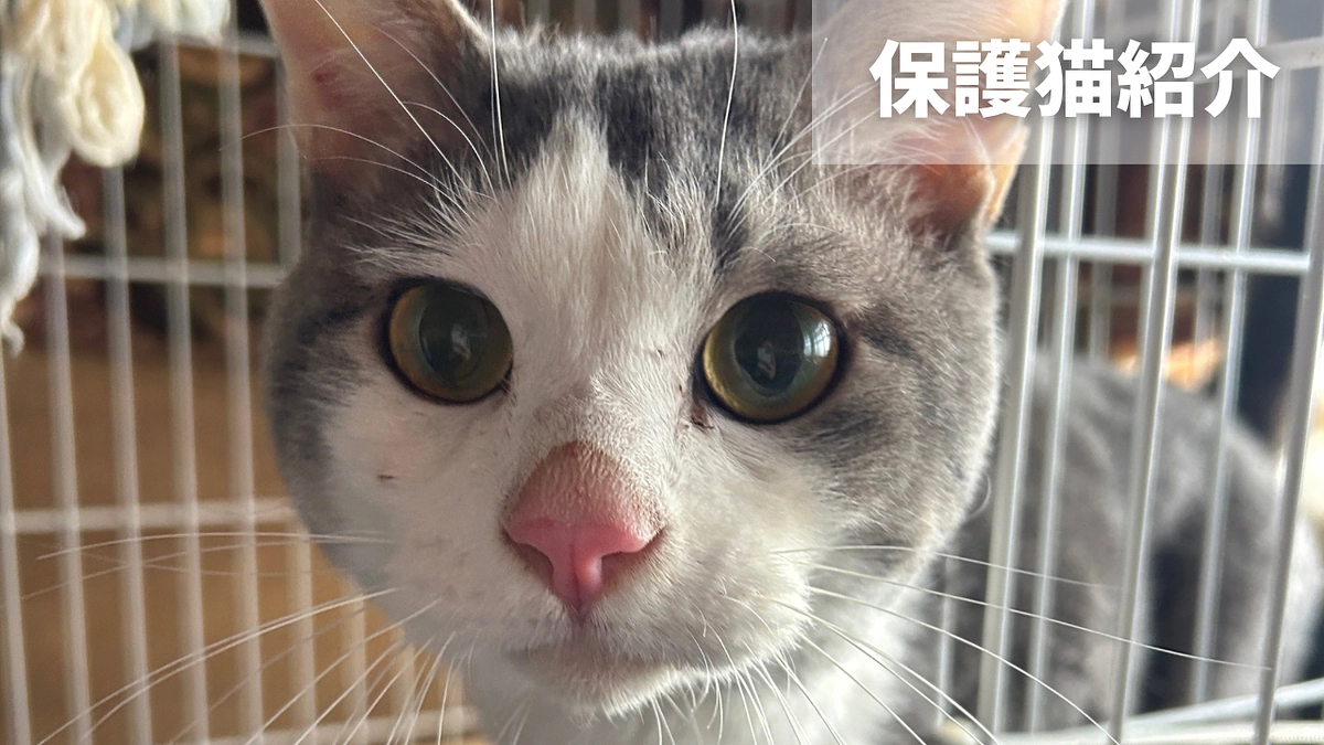パウズ保護猫紹介