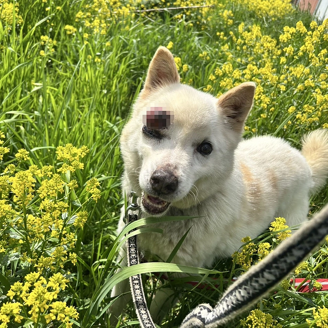 応援・ご支援ありがとうございました　クリープが虹の橋へと旅立ちました…