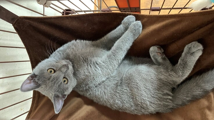 FIP（猫伝染性腹膜炎）に罹患した愛猫うにを助けてください。