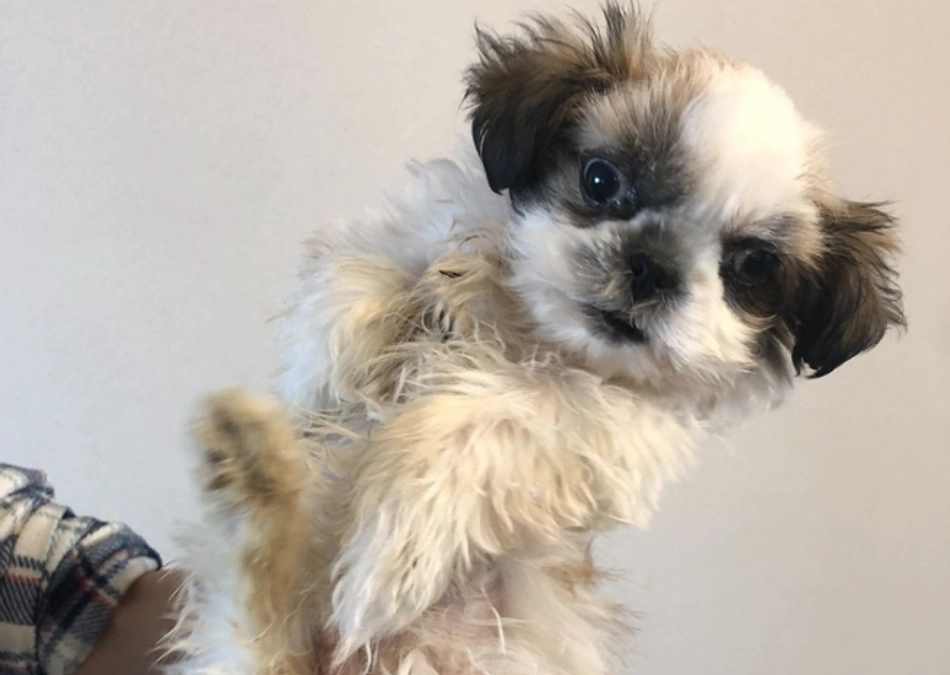 四肢奇形のアネラくんのおはなし