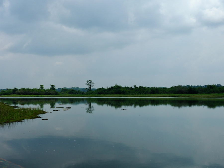 見えないマナティーの調べ方