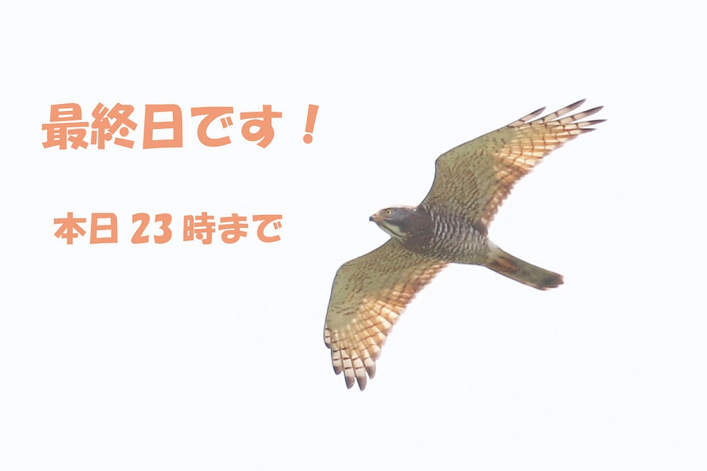 【最終日】最後まで応援よろしくお願いいたします！