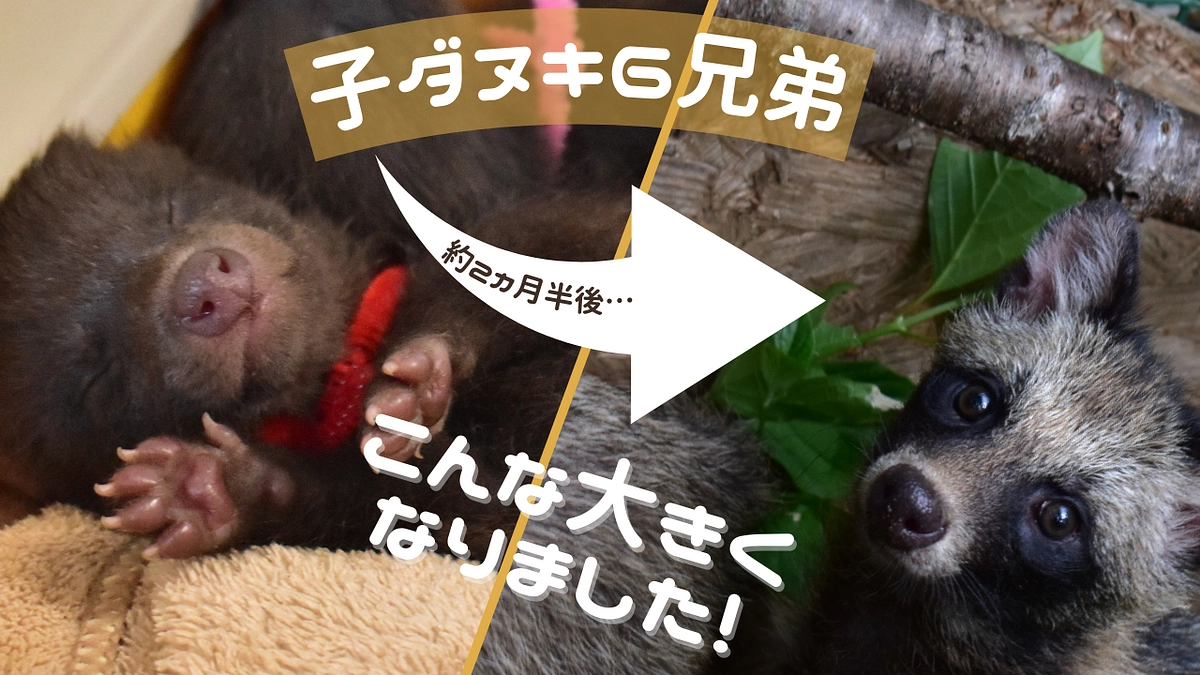 【子ダヌキの6兄弟の成長】保護から約2カ月……こんなに大きくなりました！