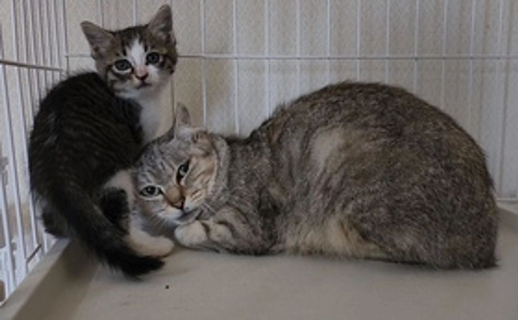 毎月５０００円の応援