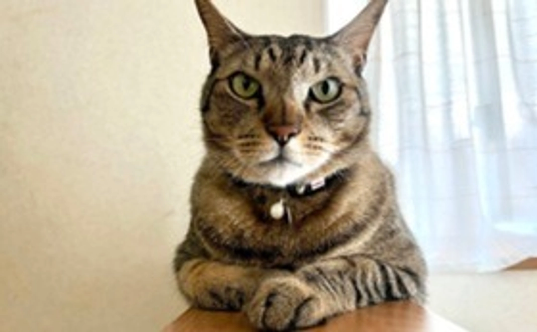 ちかち君へのご支援(1,000円)+システム手数料