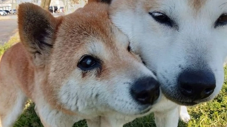 柴犬２匹の保護犬の医療費支援を