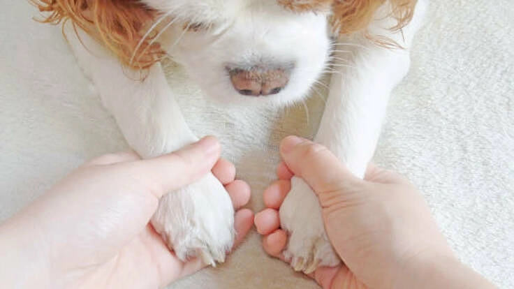 人間の身勝手で命を落とすペット達を少しでも無くして行きたい。