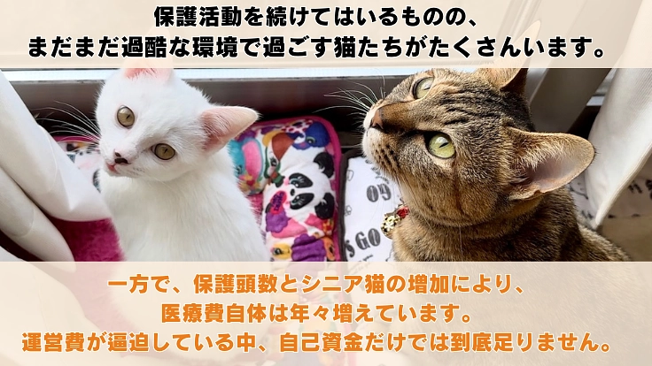 【第6弾】阿波の猫たちを救う。過酷な環境で暮らす猫の命を守るために 3枚目