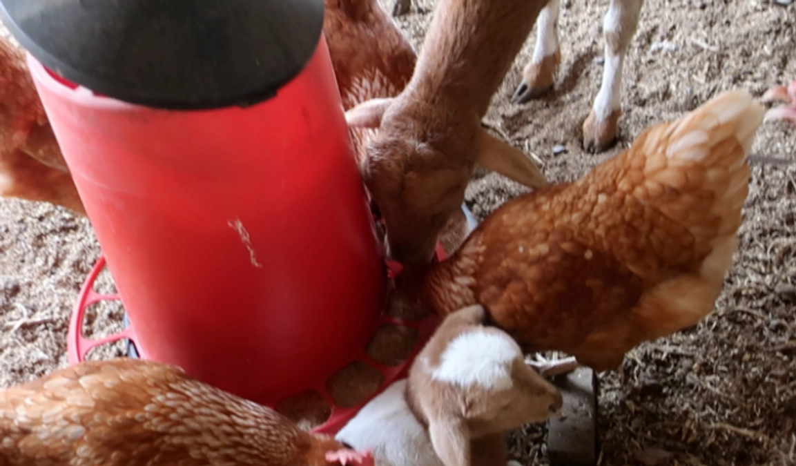 発酵飼料の美味しさに目覚めたヤギと羊たち