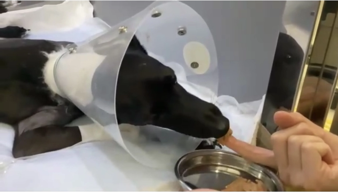 手術翌日のティアラ✨