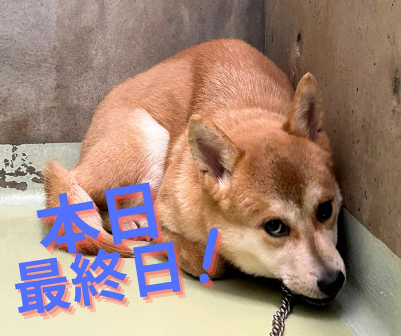 本日最終日となりました！支援募集は23時まで！