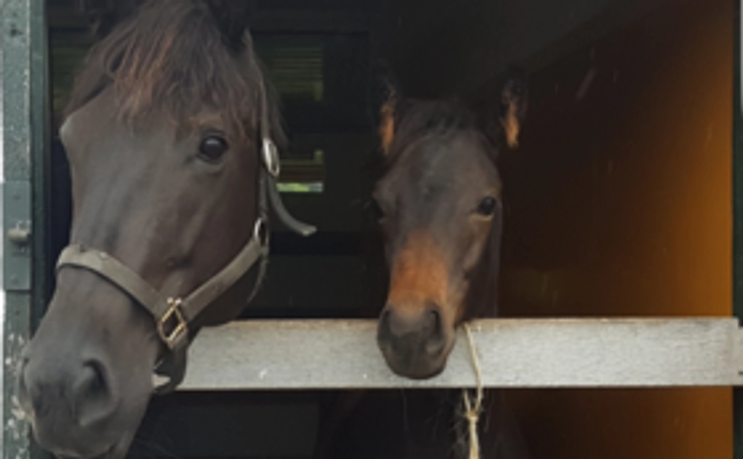 馬との触れあいプラン