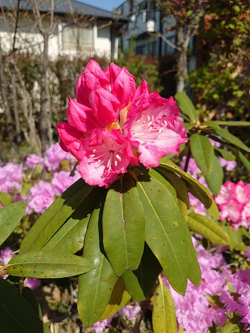 お陰様で子ども達は元気です