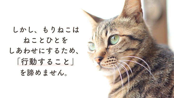 もりねこRe:スタート! 保護ねこ活動の継続と新たなチャレンジへ 4枚目