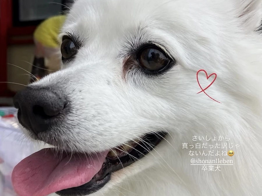 譲渡会をやりました。