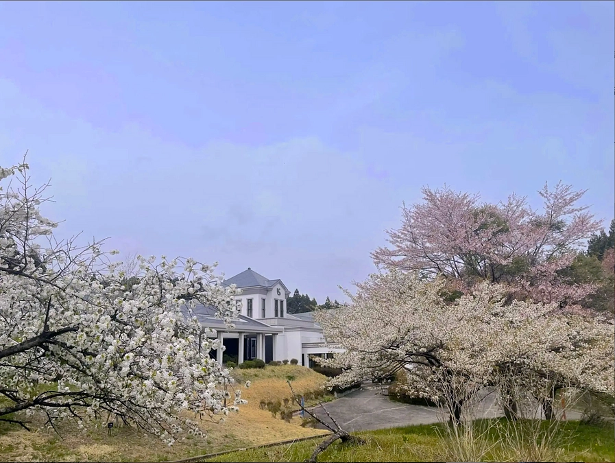 桜の下の文化祭　会場について