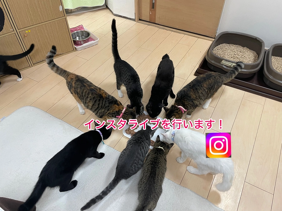 インスタライブを行います！