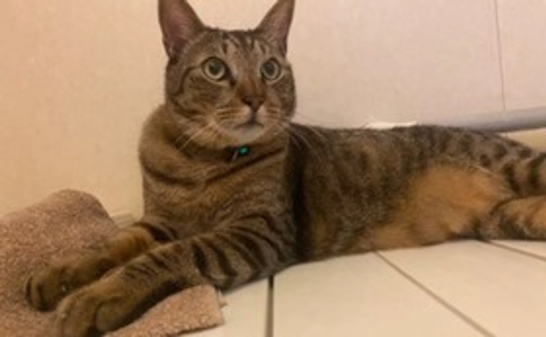 ちかち君へのご支援1,000円(リターン不要)