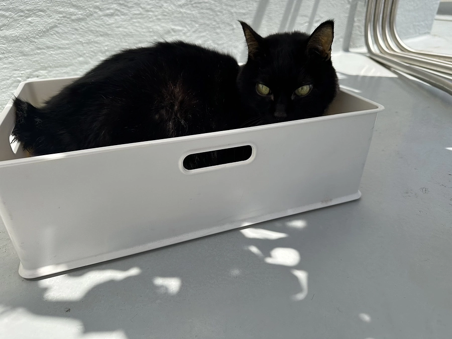 黄疸下がって欲しい！