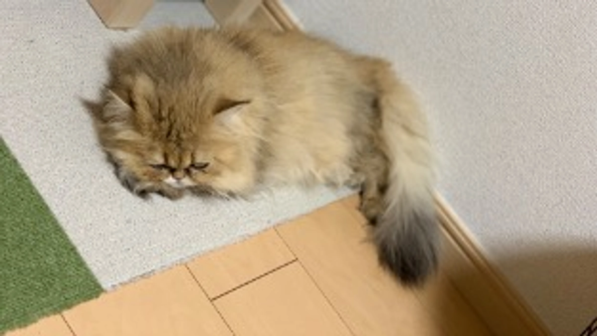 ご支援ありがとうございます。診察にいってきました。