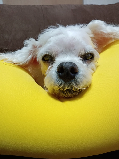 お気に入りの枕