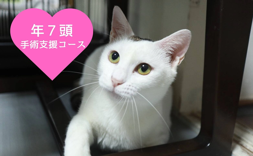 年7頭手術支援コース