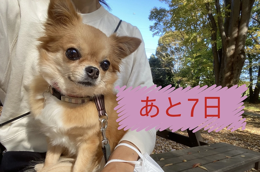 あと７日！！