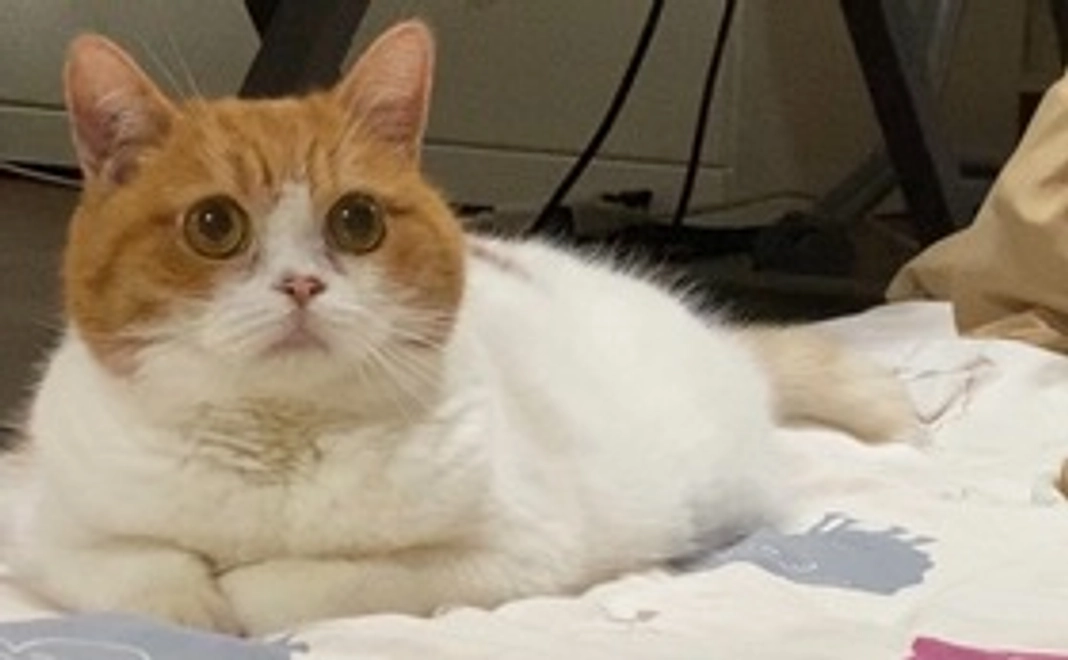 全力応援(リターン不要)1000円