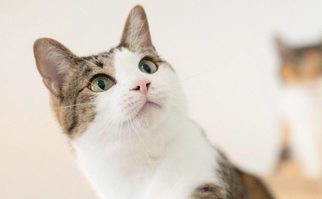 小津田くんコース