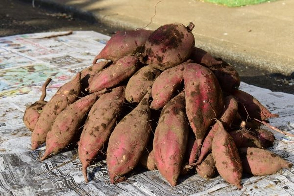 JWC農園最後の収穫！サツマイモ堀り！