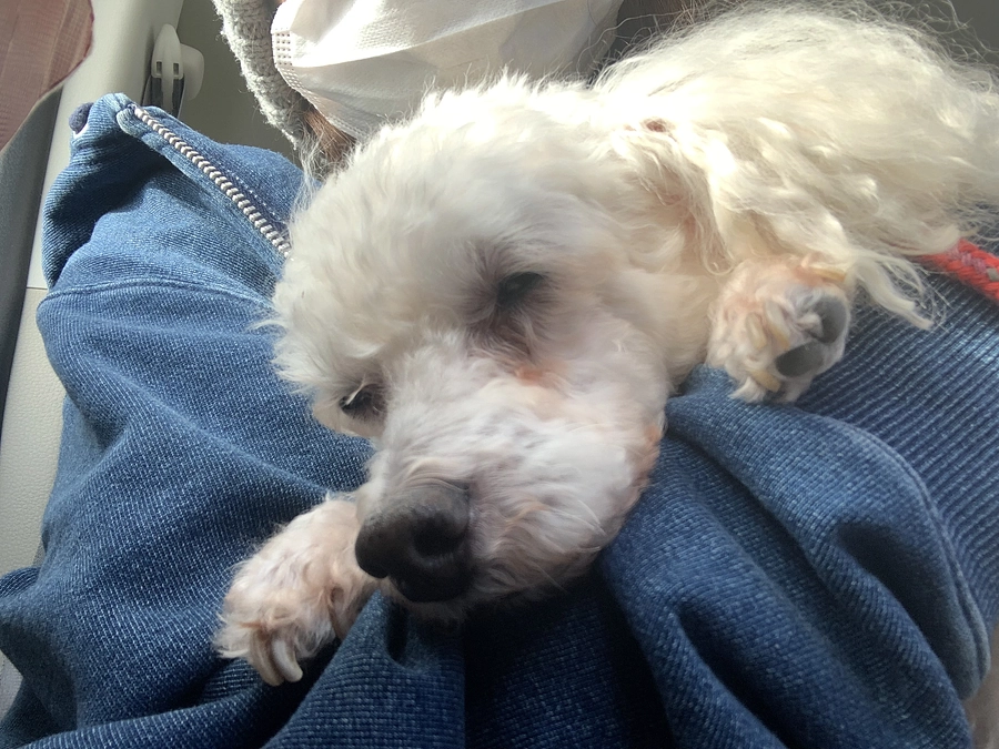 手術に入りました。